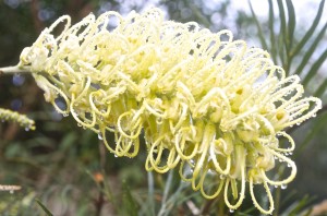 Wattle flower