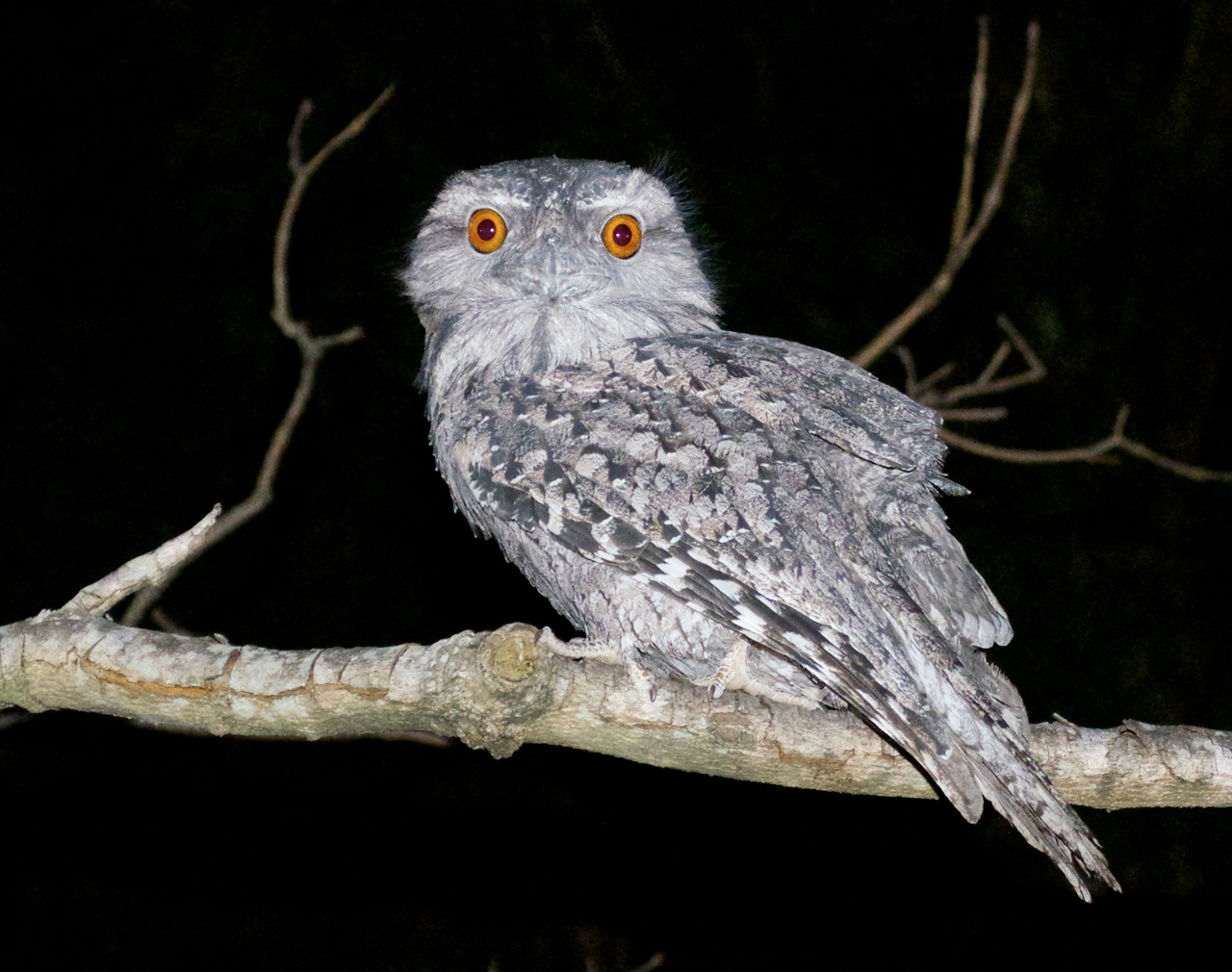 Tawny Frogmouth - assess your organisational resilience