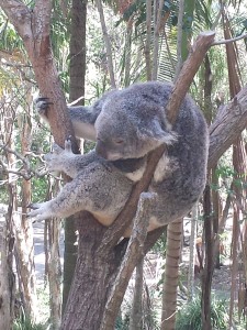 This Koala is completely secure from cyber attack