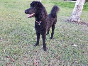 Poodle in the Park
