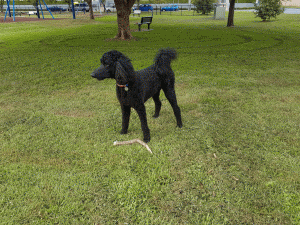 Poodle in the park