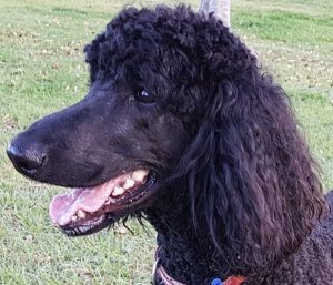 Portrait of a young poodle